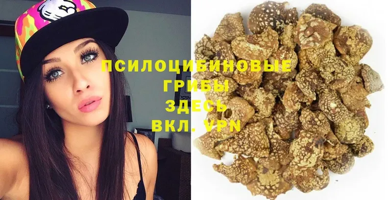 Галлюциногенные грибы Magic Shrooms  дарнет шоп  Нерчинск 